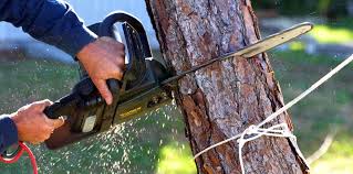 Best Palm Tree Trimming  in Island Lake, IL