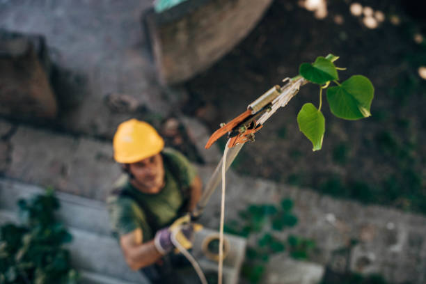 Trusted Island Lake, IL Tree Services Experts