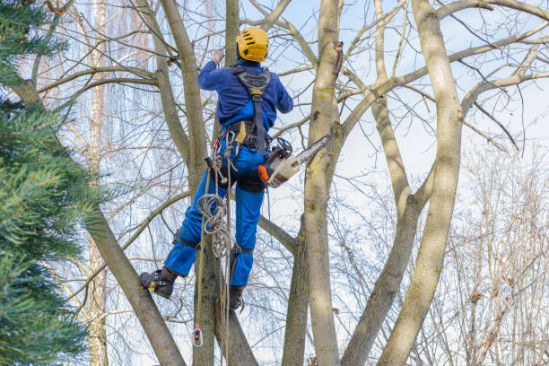 Best Arborist Consultation Services  in Island Lake, IL